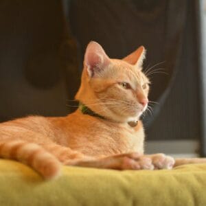 Cat digestive issues