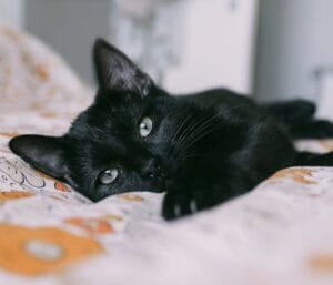 Cat digestive issues